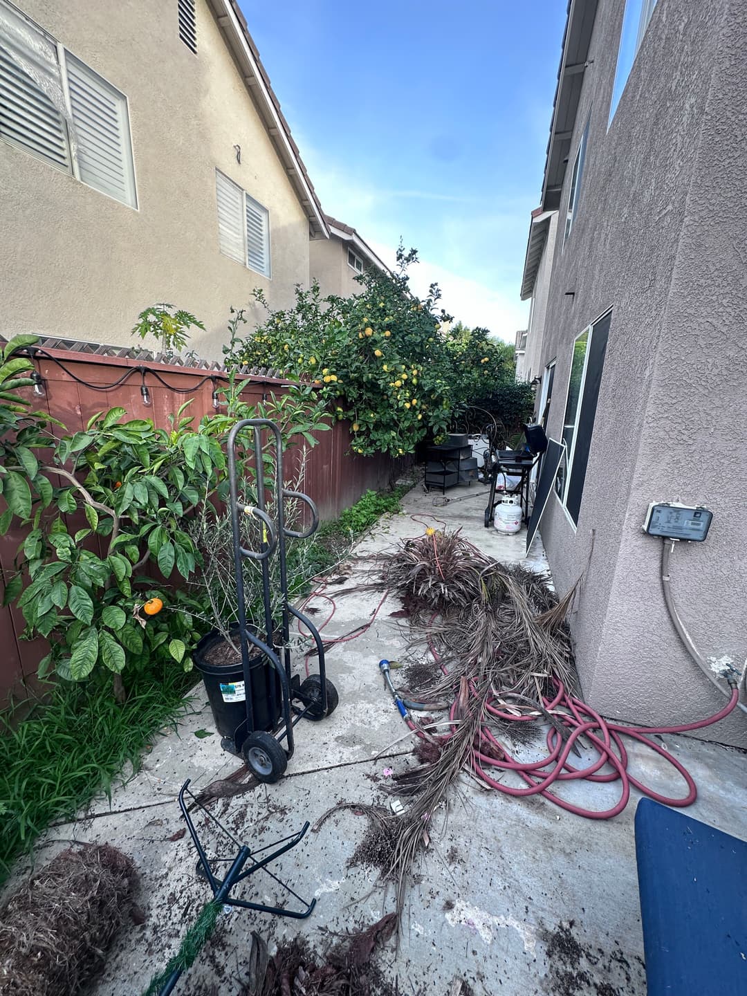 Garden cleanup scene with tools and debris in a residential backyard. Lush greenery and orange tree.